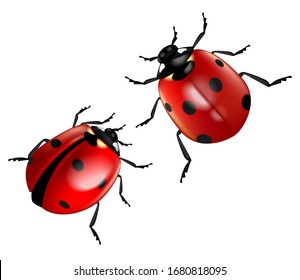 Two ladybugs isolated on a white background.  Highly realistic illustration.