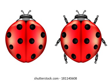 Two ladybugs isolated on a white background, illustration.