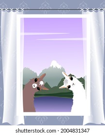 Two lamas look through the window with curtains, against the background of mountains and a lake.