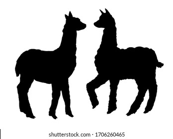 two lamas silhouette on white For invitations cards. For t-shirt design. For the design of children's Chancellery. For decoration of children's office and nursery. for books, logo.Vector illustration 