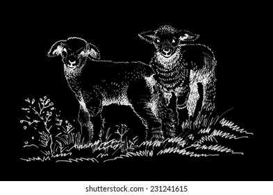 Two lambs on the field, sketch on black background vector illustration