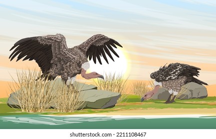 Two large African vultures on the shore of a salt lake. Dawn in Africa. wild carrion birds. Realistic vector landscape