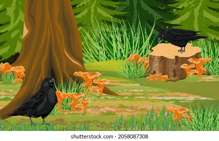 Two large black crows in the autumn forest with chanterelle mushrooms and spruce trees. Realistic vector landscape