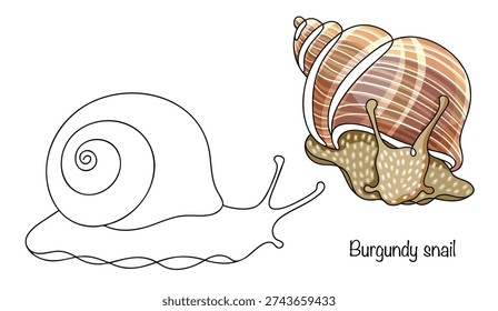 Two large land snails with massive, spiral, spherical shells. The shells are light brown and striped. Hand-drawn vector illustration. Burgundy snail.