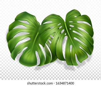 Two large leaves of Monstera with a sprout. Close-up, realistic illustration. Isolated on a transparent background. Vector.