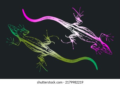 Two large lizards facing opposite sides on a black background