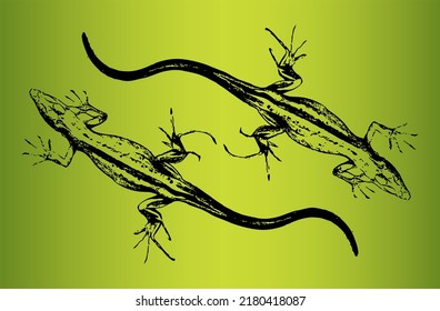 Two large lizards facing opposite sides on a green background