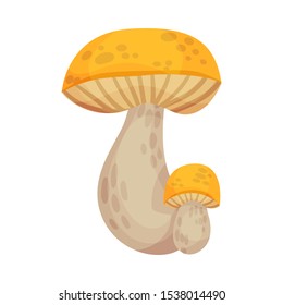 Two large mushrooms. Vector illustration on a white background.