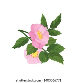 Two large pink flowers of wild rose on a white background. Vector illustration.