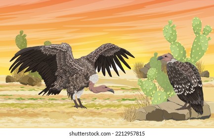 Two large vultures in the desert with prickly pear cacti and stones. Desert at sunset. wild carrion birds. Realistic vector landscape