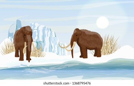 Two large woolly mammoth. Snow and glacier. Dry frozen grass by the sea. Prehistory animals. Ice Age. Extinct animals of Siberia, Eurasia and North America. Realistic Vector Landscape