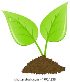 Two leaf sprout. Vector illustration, isolated on a white.