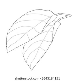 Two leaves of apple tree on white background. Black and white. Vector illustration for coloring book, children's activity book, print.