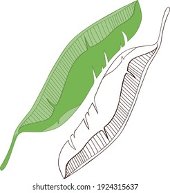 Two leaves of a banana palm, one is outline and one 
is colored. Vector elements for design