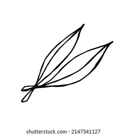 Two leaves of a doodle-style eucalyptus tree on a white background are isolated