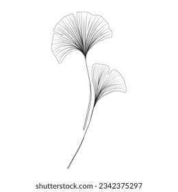 two leaves of ginkgo biloba linear drawing sketch, contour ginkgo line art