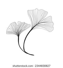 two leaves of ginkgo biloba linear drawing sketch, contour ginkgo line art