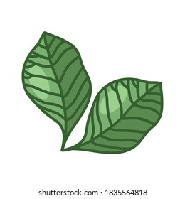 two leaves line and fill style icon design of Natural floral nature and plant theme Vector illustration