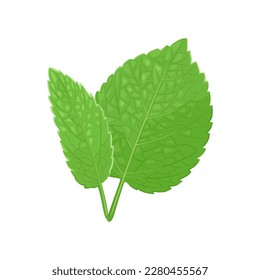 Two leaves of melissa or mint  isolated on white. Vector cartoon illustration of green herbs.