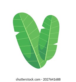 Two leaves of a palm tree. Vector color illustration isolated on white background.