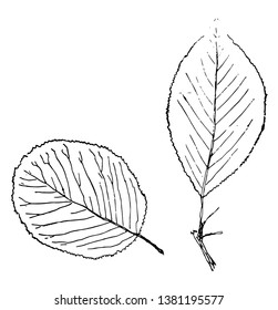 Zwei Blätter Bild - eines davon ist aus Ei-Form und das andere ist spitz, Vintage-Linie Zeichnung oder Gravitation Illustration.