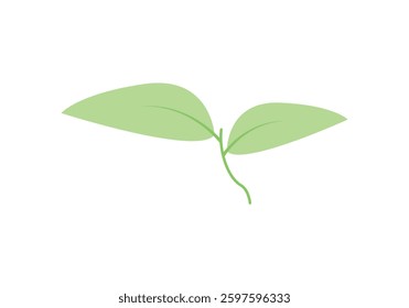 Two leaves of a plant shoot