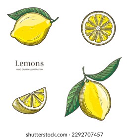 Two lemons and two lemon slices isolated on white background. Vegetarian, organic food. Vector Illustration. 