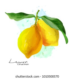 Two lemons on a branch illustration in watercolor style