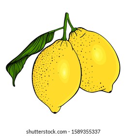 Two lemons on a branch. Set of fresh yellow citrus fruits. Green leaf, lime. Hand drawn sketch. Colorful vector illustration isolated on a white background. Color design elements. Line art.