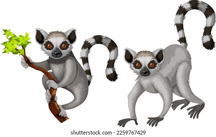 Two lemurs isolated on white background illustration