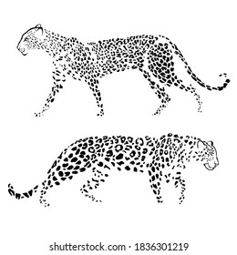 Two leopards on white. Line art. Vector isolated illustration. Hand drawn sketch. Monochrome.