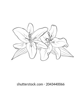 two lilies contour image. contour hand drawn flower. vector floral element for greeting card and invitation design