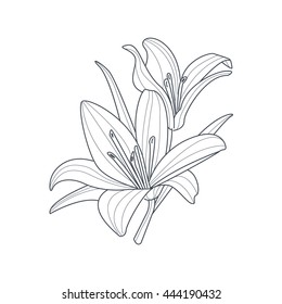 Two Lilies Flower Monochrome Drawing For Coloring Book Hand Drawn Vector Simple Style Illustration