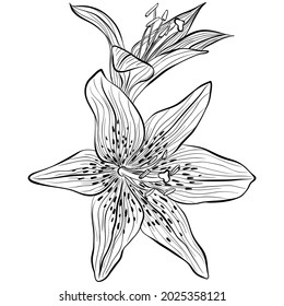 Two lilies flowers heads isolated on white background. Vector illustration in line art style. Hand drawn botanical picture. Coloring book, card, print, label