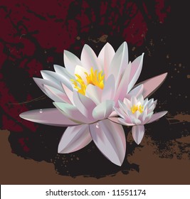 Two lilies on a black background