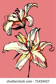 two lilies on a pink background