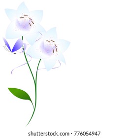 Two lilies on a white background with a butterfly.