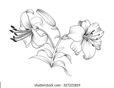 Two Lily Flowers Floral Background Blooming Stock Vector (Royalty Free ...