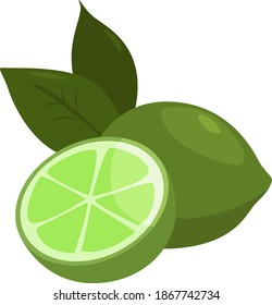 Two limes, illustration, vector on white background.