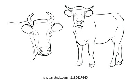 Two linear illustrations of a cow.