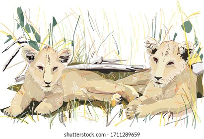 two lion cubs reclining in the grass