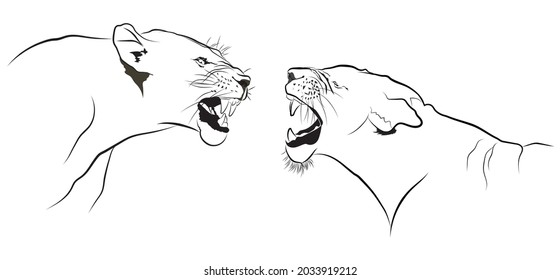Two lioness are fighting vector image, Line drawing of predators, Illustrations art of big cats