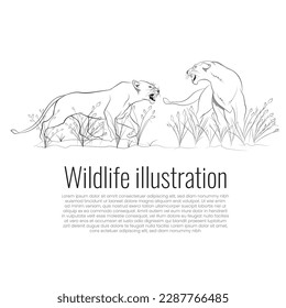 Two lionesses fighting illustration, Vector predators line art, Wild animals fighting vector drawing