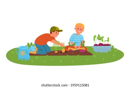 Two Little Boys Harvesting Vegeatables Carrot And Beet In The Garden Flat Vector Illusatration.