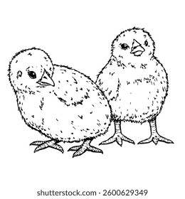 Deux petits poulets dessinés avec des lignes noires se tiennent l'un à côté de l'autre. L'illustration symbolise le printemps, Pâques et la vie rurale. Le dessin noir et blanc convient aux cartes postales, au design d'emballage