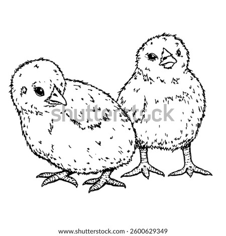 Two little chickens drawn with black lines stand next to each other. The illustration symbolizes spring, Easter and rural life. The black and white drawing is suitable for postcards, packaging design