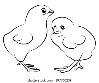 Two Little Chicks isolated on white