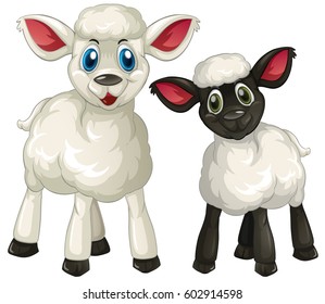 Two little lambs on white background illustration