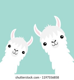 Two llama alpaca animal set. Face neck. Fluffy hair fur. Cute cartoon funny kawaii character. Childish baby collection. T-shirt, greeting card, poster template print Flat design Blue background Vector