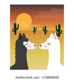 Two llamas in love on a sunset background. Vector illustration isolated on a white background.